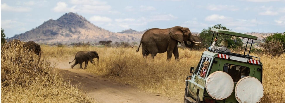 As Melhores Dicas para um Inesquecível Safari em África