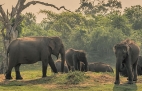 Tudo sobre o Parque Nacional de Yala - Sri Lanka