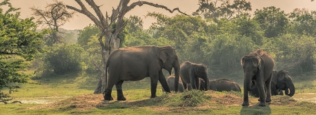 Tudo sobre o Parque Nacional de Yala - Sri Lanka